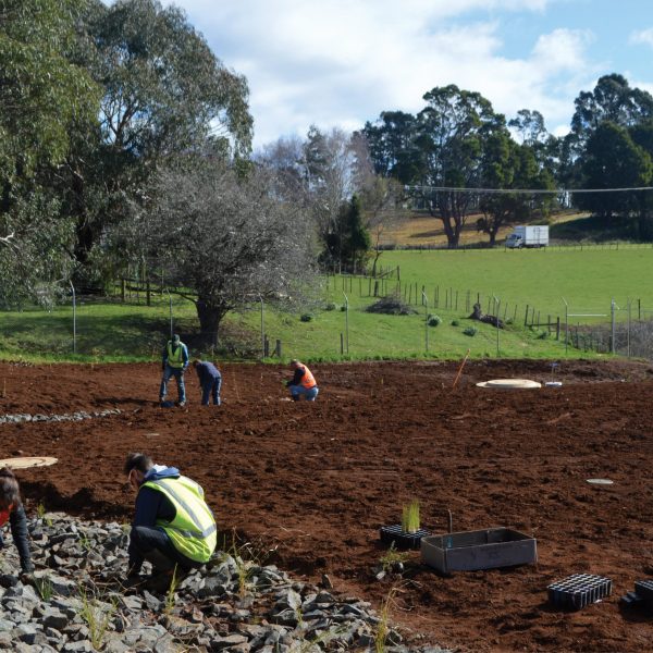 Syrinx Environmental - Projects - Burnie - Community Planting