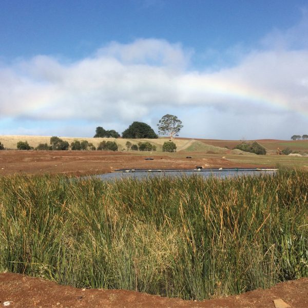 Syrinx Environmental - Projects - Burnie - Established planting