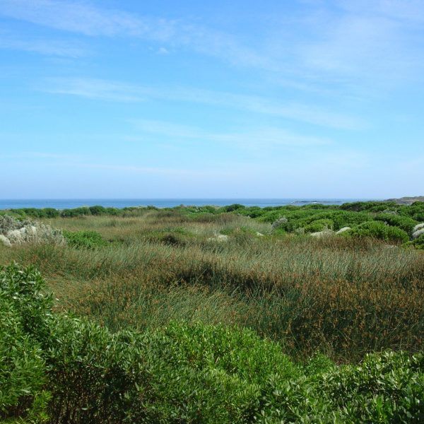 King Island Currie - Surface Flow Polishing Wetland