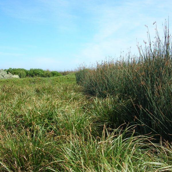 King Island Currie - Subsurface Flow Treatment Wetland