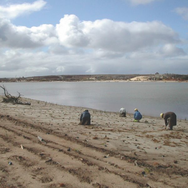 Syrinx Environmental - Projects - BHP Beenup