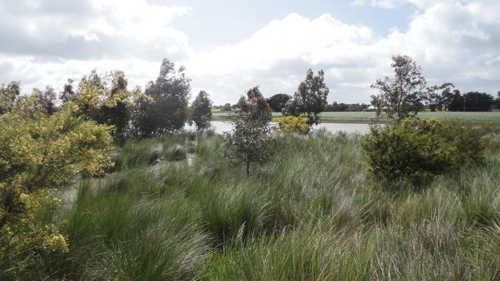 Syrinx Environmental - Projects - Lake Bolac