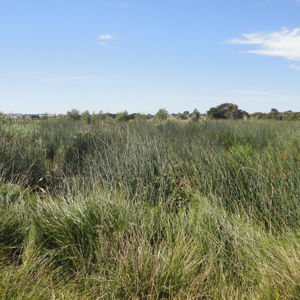 Syrinx Environmental - Projects - Lake Bolac