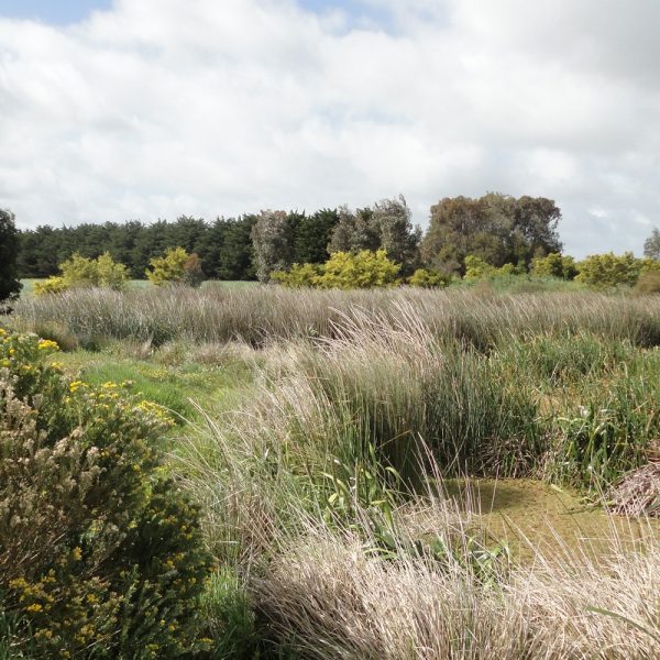 Syrinx Environmental - Projects - Lake Bolac