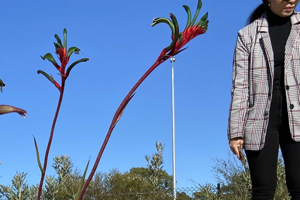 Syrinx (syrinx.net.au) - Green Infrastructure and Sustainability