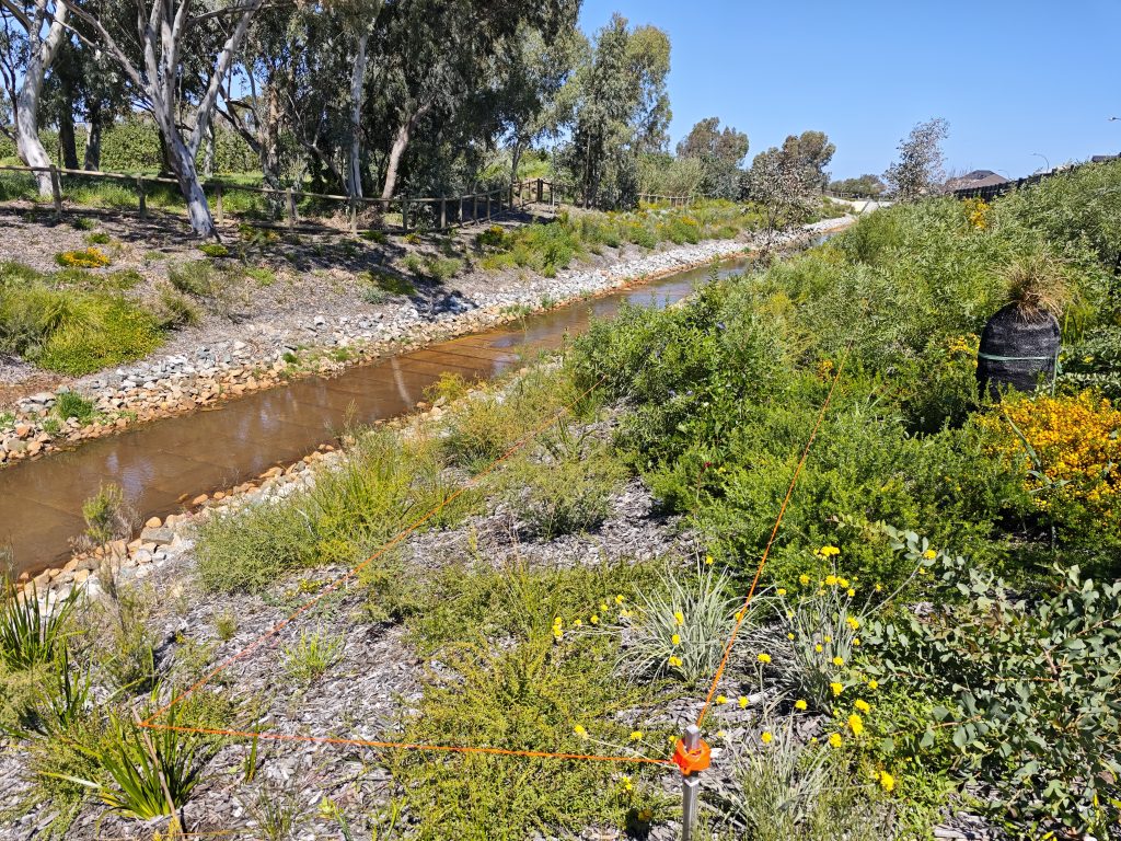 Albert Street Syrinx NBS