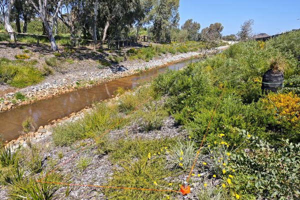 Albert Street Syrinx NBS