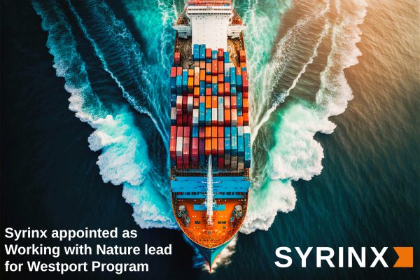 Syrinx as working with nature leads for westport